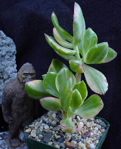 crassula ovata,friendship tree,lucky plant,money tree